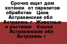 Срочно ищет дом котенок -от паразитов обработан › Цена ­ 1 - Астраханская обл., Астрахань г. Животные и растения » Кошки   . Астраханская обл.,Астрахань г.